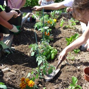 Tomates et oeillets d'Inde